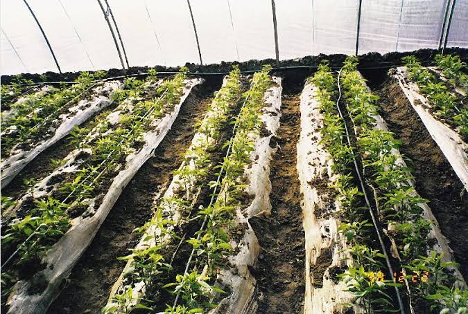 images - 2022-01-17T005635.465